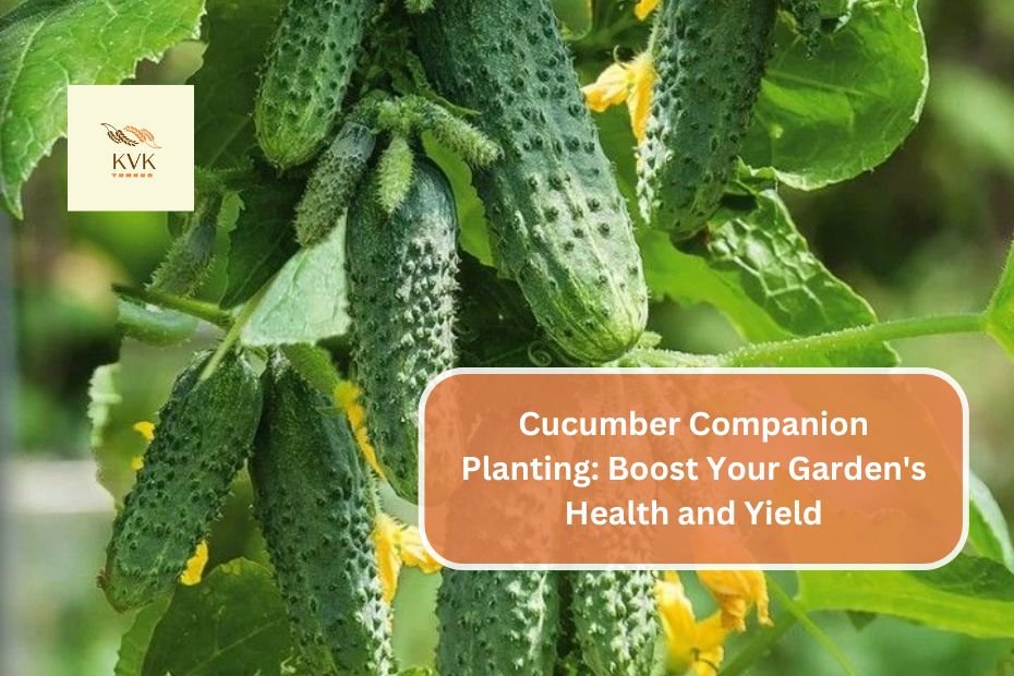 Cucumber Companion Planting: Boost Your Garden's Health and Yield