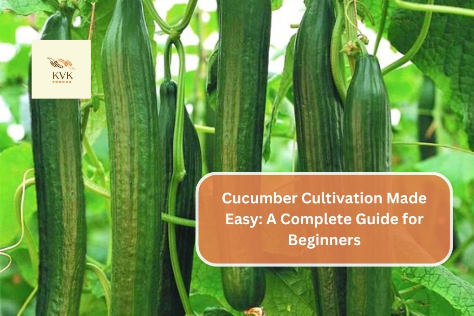 Cucumber Cultivation Made Easy: A Complete Guide for Beginners