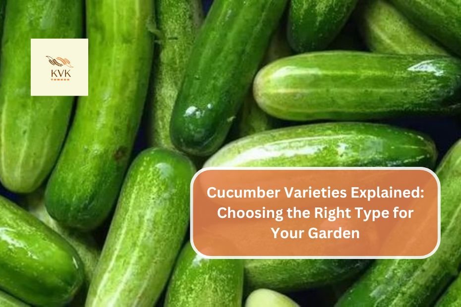 Cucumber Varieties Explained: Choosing the Right Type for Your Garden