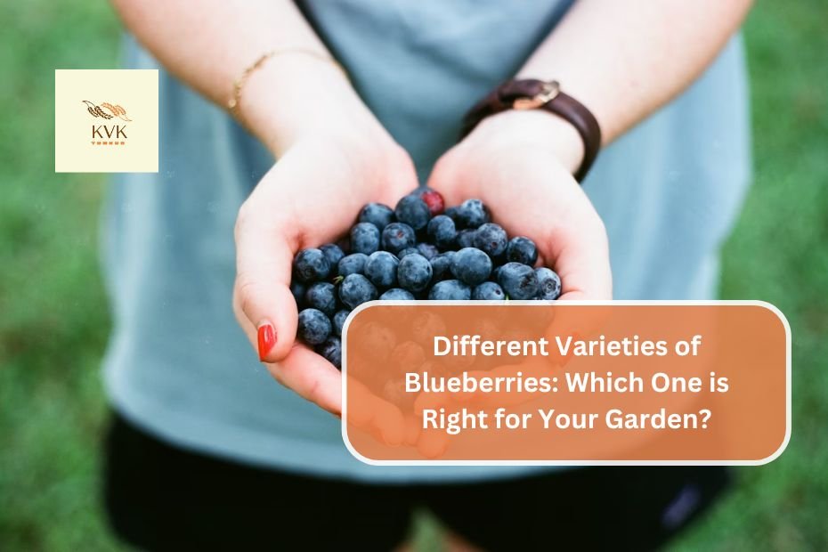 Different Varieties of Blueberries: Which One is Right for Your Garden?