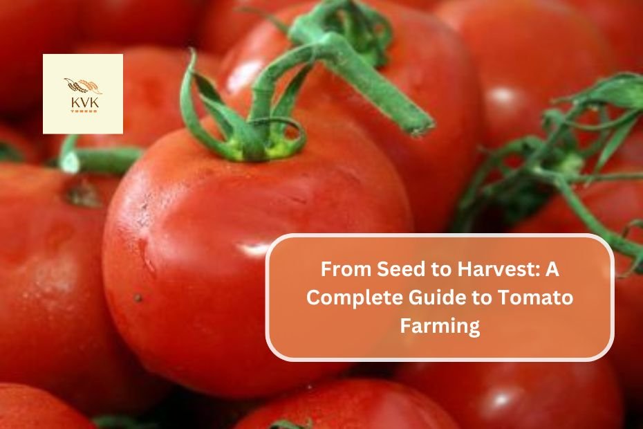 From Seed to Harvest: A Complete Guide to Tomato Farming