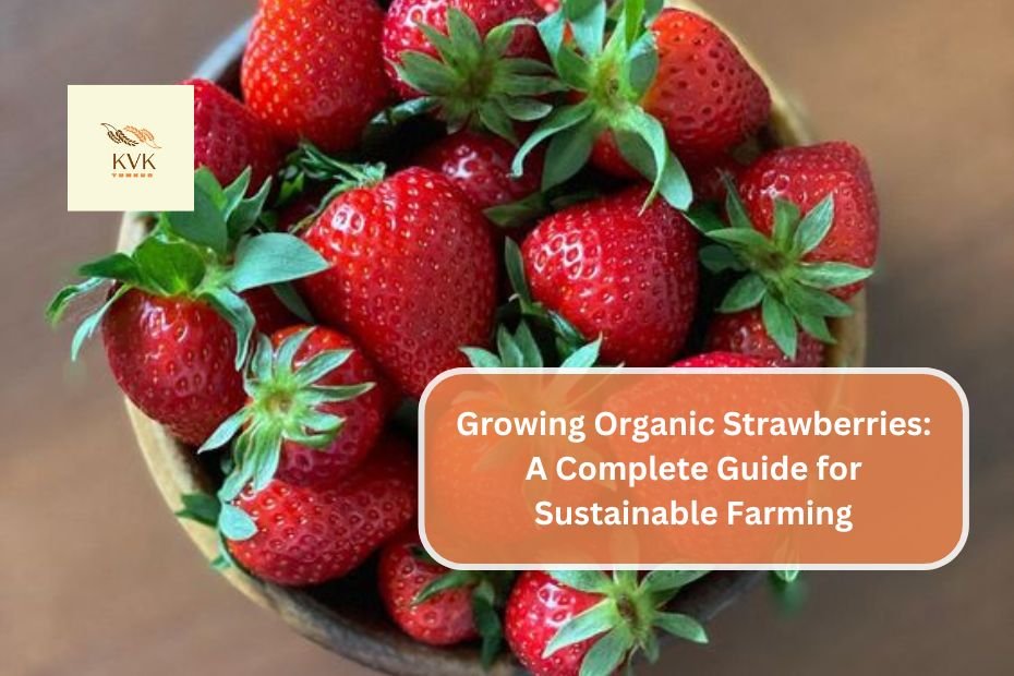 Growing Organic Strawberries: A Complete Guide for Sustainable Farming