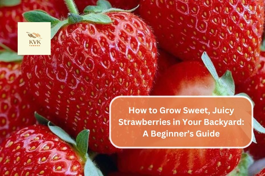 How to Grow Sweet, Juicy Strawberries in Your Backyard: A Beginner’s Guide