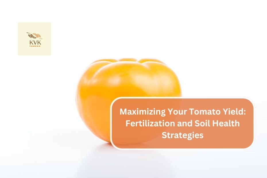 Maximizing Your Tomato Yield: Fertilization and Soil Health Strategies