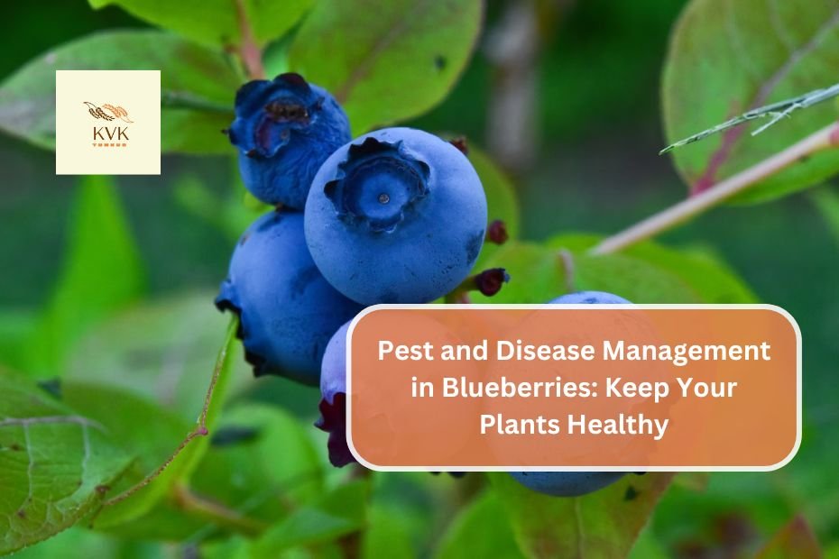 Pest and Disease Management in Blueberries: Keep Your Plants Healthy