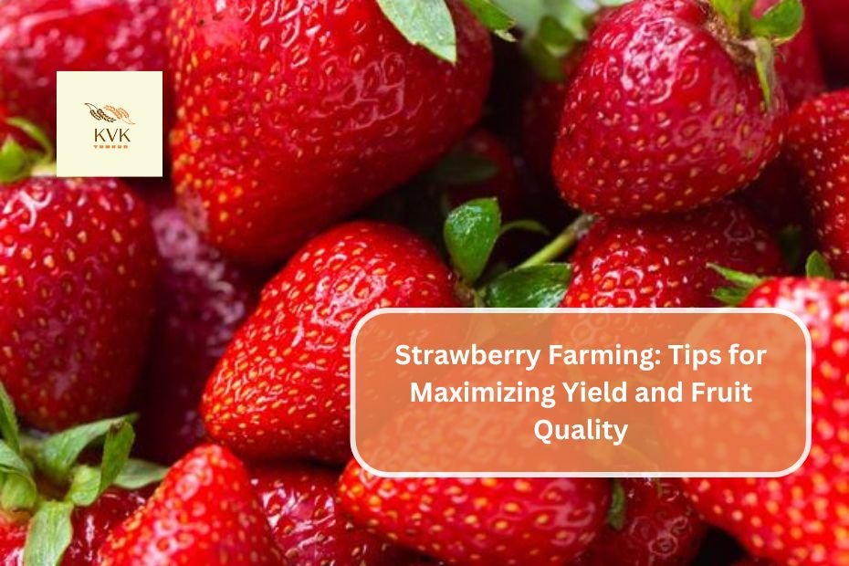 Strawberry Farming: Tips for Maximizing Yield and Fruit Quality