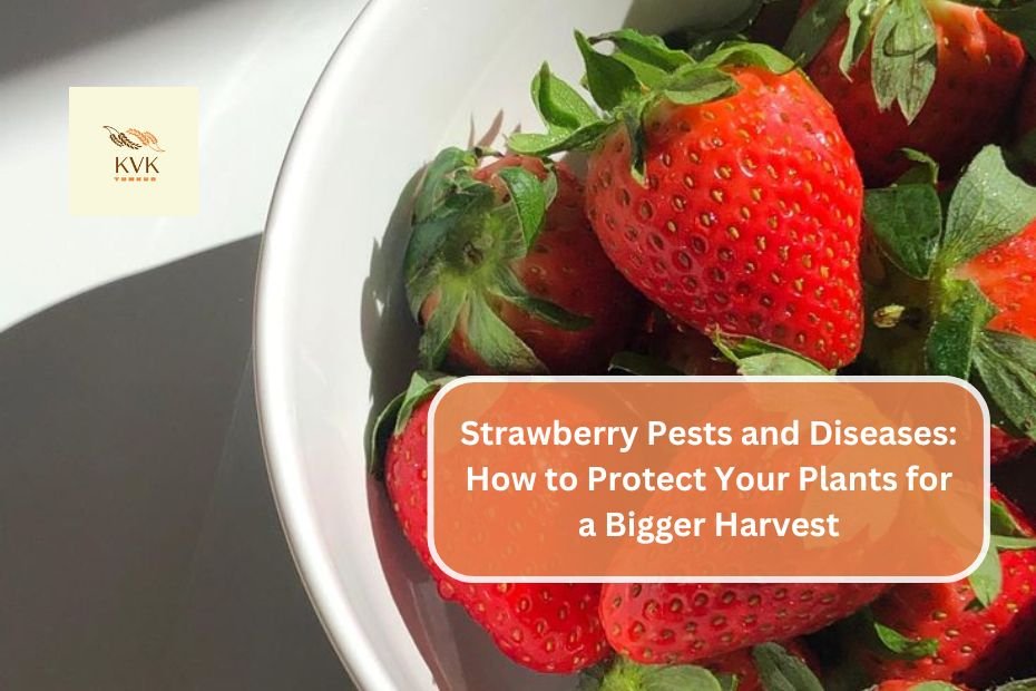 Strawberry Pests and Diseases: How to Protect Your Plants for a Bigger Harvest