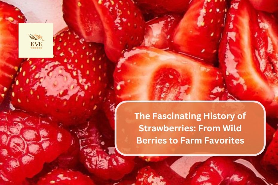 The Fascinating History of Strawberries: From Wild Berries to Farm Favorites