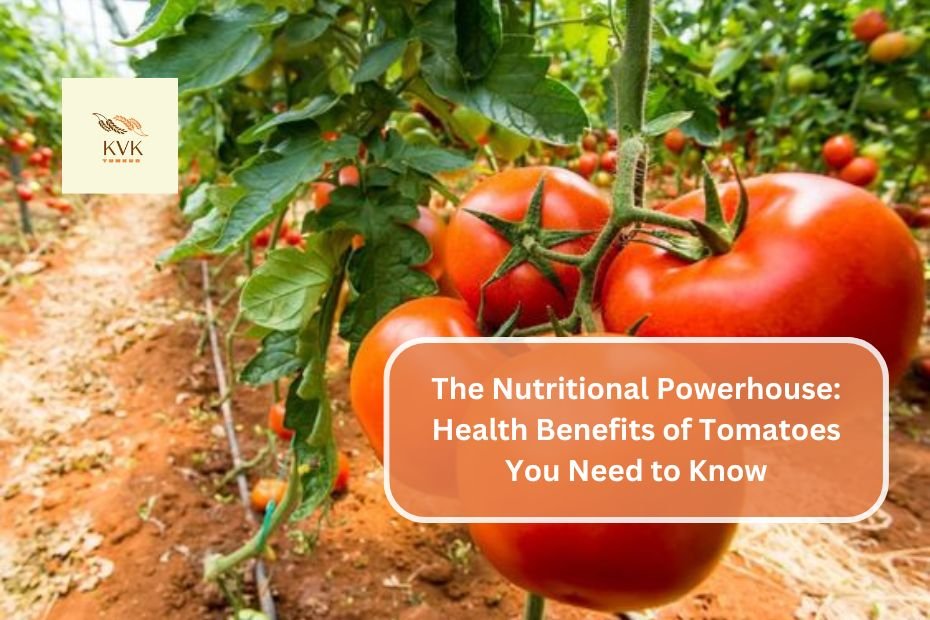 The Nutritional Powerhouse: Health Benefits of Tomatoes You Need to Know