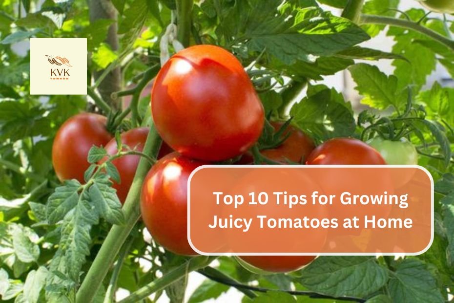 Top 10 Tips for Growing Juicy Tomatoes at Home