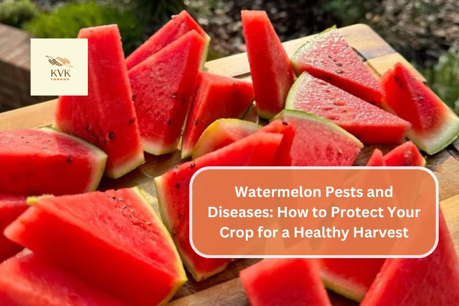 Watermelon Pests and Diseases: How to Protect Your Crop for a Healthy Harvest